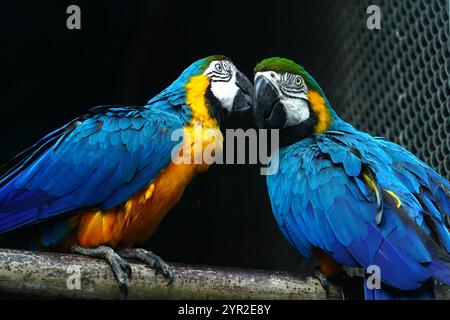 New Delhi, Inde. 02 décembre 2024. Un Macaw bleu et jaune est assis sur une balustrade métallique à l'intérieur de son enceinte au Parc zoologique national de New Delhi, en Inde, le 2 décembre 2024. Photo par ABACAPRESS. COM Credit : Abaca Press/Alamy Live News Banque D'Images