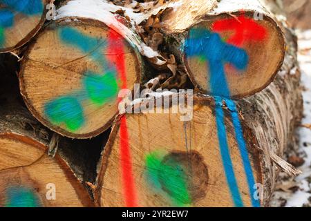 Couper des bûches de bois empilées dans une pile, peintes avec des peintures en aérosol colorées pour empêcher le vol, est de la Pologne Banque D'Images