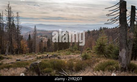 Hochlagen im Bayerischen Wald, haute altitude dans la forêt bavaroise Banque D'Images