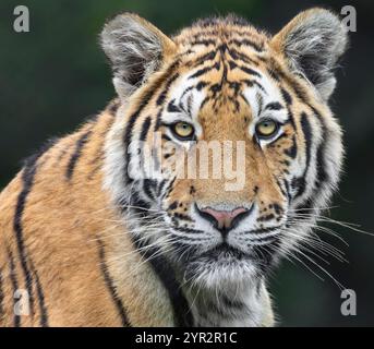 Portrait d'un tigre d'Amur Banque D'Images