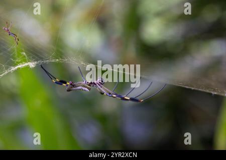 Une femelle Orb Weaver (Trichonephila clavipes - anciennement Nephila clavipes) araignée. Banque D'Images