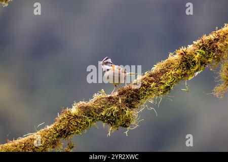 Moineau à col roux (Zonotrichia capensis) également connu sous le nom de Moineau andin. San Gerardo de Dota, Costa Rica. Banque D'Images