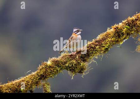 Moineau à col roux (Zonotrichia capensis) également connu sous le nom de Moineau andin. San Gerardo de Dota, Costa Rica. Banque D'Images