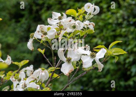 Bractées sur le Dogwood, cornus Florida Rainbow Tree. Bractées de Dogwood, fleurs de Dogwood Banque D'Images