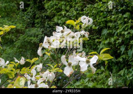 Bractées sur le Dogwood, cornus Florida Rainbow Tree. Bractées de Dogwood, fleurs de Dogwood Banque D'Images