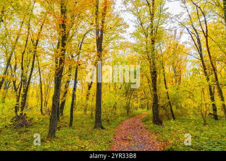 Sentier de randonnée dans la forêt jaune d'automne parmi les arbres denses Banque D'Images