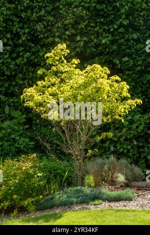 Feuilles de feuillage vert citron vif d'un Dogwood, cornus Florida Rainbow Tree, dans un jardin du Devon Banque D'Images