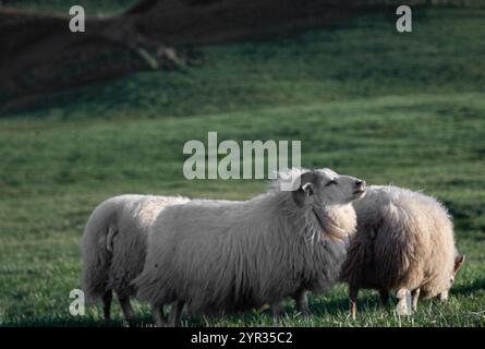 Moutons islandais qui paissent paisiblement sur une herbe verte luxuriante dans la campagne Banque D'Images