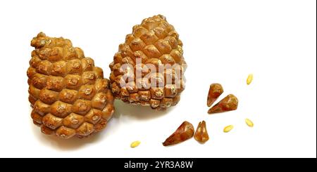 Pommes de pin et noix, isolées. Cône de pin Pinyon, cône de cèdre. Pignons de pin, graines. Nourriture nutritive. Le processus de décorticage des graines. Découpe Banque D'Images