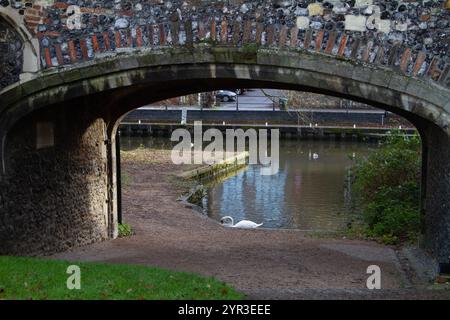 Swan sur la rivière à Pulls Ferry Norwich Banque D'Images