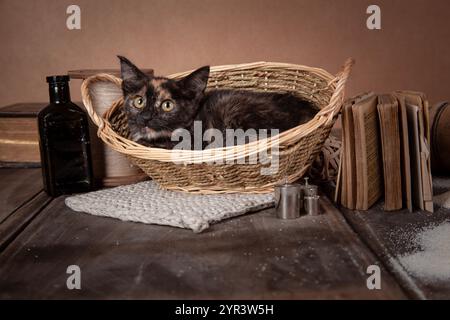 Chaton Calico dormant dans un panier Banque D'Images