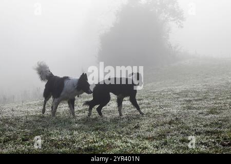 Deux collies jouant dans un champ brumeux. Banque D'Images