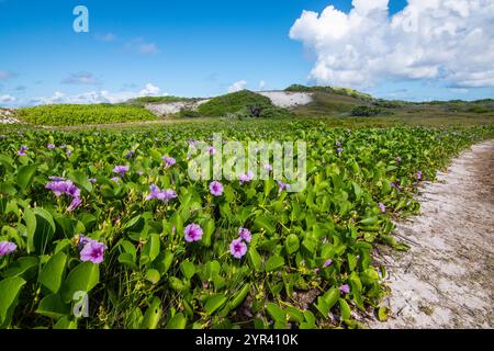 Morning Glory, Ipomoea, Bindweed. Fleurs violettes aux Seychelles. Banque D'Images