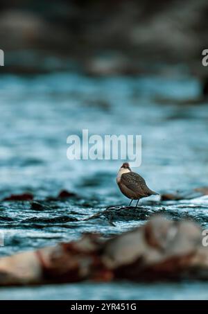 Dipper à gorge blanche posée sur un rocher de rivière, entourée par la ruée d'un ruisseau de montagne. Un instantané de la beauté sauvage et résiliente des rivières alpines. Banque D'Images