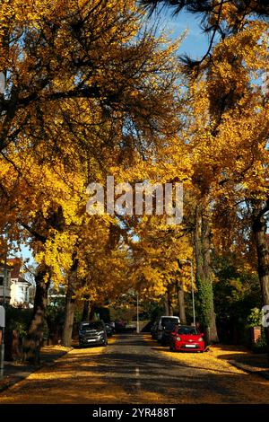 Couleur jaune d'automne du Ginkgo biloba, arbre Maidenhair, originaire du Japon, Banque D'Images