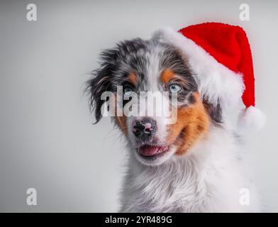 Portrait d'un Berger australien dans un chapeau de Noël sur fond gris, festif et mignon. Banque D'Images