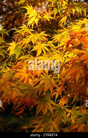 Acer Palmatum colore les feuilles en automne Banque D'Images