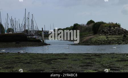 Emsworth, Hampshire, Angleterre. 26 août 2024. Vue grand angle des cygnes en eau peu profonde avec mâts de voilier dans la marina. Banque D'Images