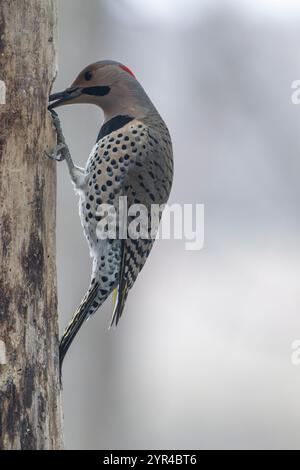 Mâle, scintillement à queue jaune nordique, Colaptes auratus, perché sur le tronc d'arbre à la recherche de nourriture,, Brownsburg, Québec, Canada Banque D'Images