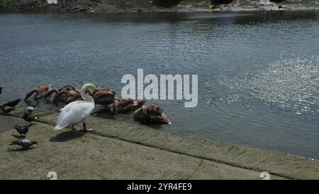 Emsworth, Hampshire, Angleterre. 26 août 2024. Vue grand angle d'un cygne adulte et de cygnets dans le port d'Emsworth. Banque D'Images