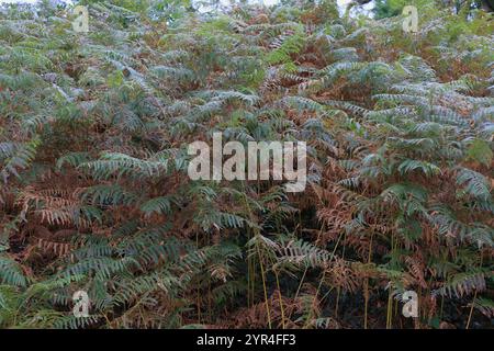 Arrière-plan de la nature d'automne : une toile de fond de feuilles denses de fougères, vert foncé, certains mourant. Banque D'Images