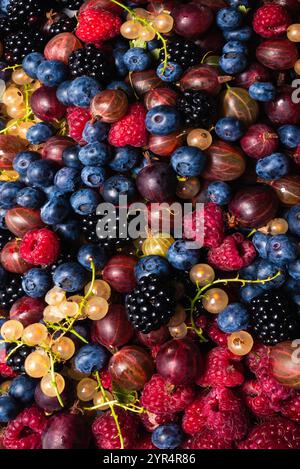 Groseilles à maquereau, bleuets, mûres, framboises, groseilles blanches et rouges. Banque D'Images