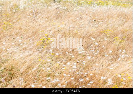 Longue exposition d'herbes séchées et de fleurs sauvages soufflant dans le vent d'été, avec des teintes dorées et des mouvements flous. Réserve naturelle de Rye Harbour Banque D'Images