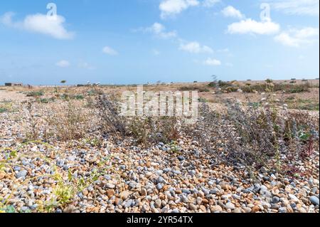 Des plantes sauvages et des plantes yarrow soufflant dans le vent lors d'une journée d'été ensoleillée dans la réserve naturelle de Rye Harbour, dans l'est du Sussex, mettant en valeur la flore côtière de galets Banque D'Images