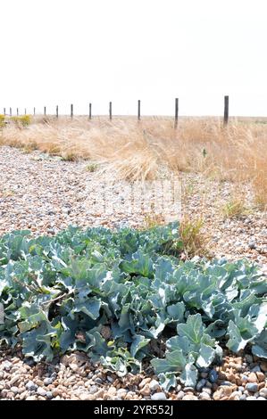 Image surexposée de chou de mer poussant sur une plage de galets à la réserve naturelle de Rye Harbour, East Sussex, par une journée ensoleillée en août Banque D'Images