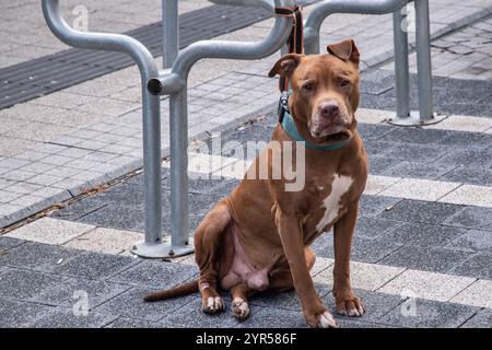 Chien American Staffordshire Terrier attaché à un stand de vélo attendant son propriétaire sur le trottoir de la ville Banque D'Images