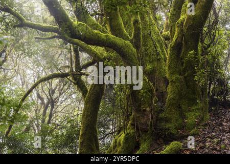 Laurier moussy dans la forêt de nuages. Parc national de Garajonay, la Gomera, Îles Canaries, Espagne, Europe Banque D'Images