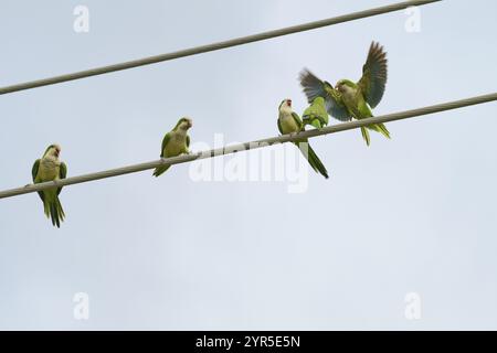 Perruche moine (Myiopsitta monachus), plusieurs oiseaux assis et volant sur des lignes électriques devant un ciel, Pembroke Pines, Floride, USA, Amérique du Nord Banque D'Images