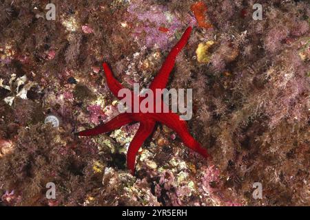 L'étoile de mer orange (Hacelia attenuata) se trouve sur un récif entouré de rochers colorés, site de plongée sec de la jeune Garde, presqu'île de Giens, Provence Alpes Cï¿½ Banque D'Images