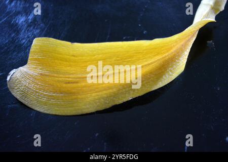 Beauté, nature, feuilles sèches. La vieille feuille jaune sèche d'Orchidée est située sur un fond en plastique réfléchissant noir. Banque D'Images