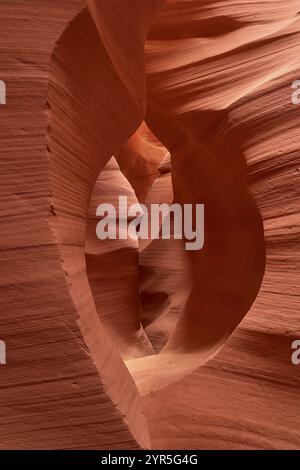 Fascinantes formations de grès dans Antelpoe Canyon, montrant des structures douces et ondulées, Antelope Canyon, Arizona, États-Unis, Amérique du Nord Banque D'Images