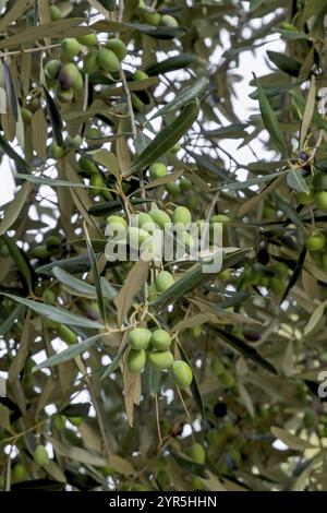 Gros plan d'un olivier avec des olives vertes et des feuilles, Pouilles, Italie, Europe Banque D'Images