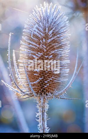 Gros plan d'une teasel sauvage couverte de gel (Dipsacus fullonum) montrant des détails en filigrane dans l'atmosphère froide de l'hiver, Iéna, Thuringe, Allemagne, Europe Banque D'Images