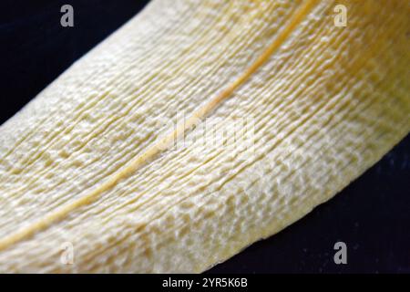 Beauté, nature, feuilles sèches. La vieille feuille jaune sèche d'Orchidée est située sur un fond en plastique réfléchissant noir. Banque D'Images