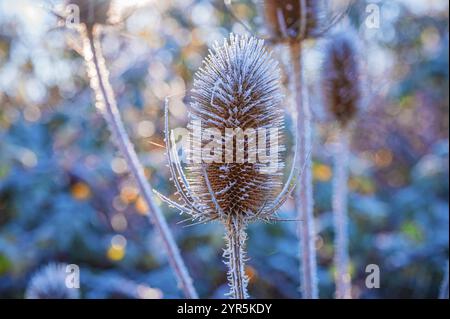 Teasel sauvage couvert de gel (Dipsacus fullonum) sur fond flou illuminé par la lumière froide du matin, Iéna, Thuringe, Allemagne, Europe Banque D'Images