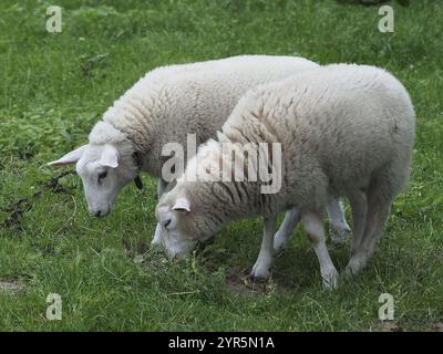 Deux agneaux avec de la laine blanche pâtissant paisiblement dans le pré, Borken, westphalie, allemagne Banque D'Images