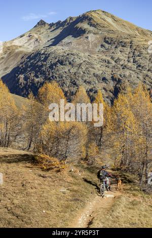 VTT avec chien de trail dans les forêts de mélèzes d'automne, derrière Niwen, Torrenttrail, Leukerbad, Valais, Suisse, Europe Banque D'Images