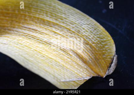 Beauté, nature, feuilles sèches. La vieille feuille jaune sèche d'Orchidée est située sur un fond en plastique réfléchissant noir. Banque D'Images