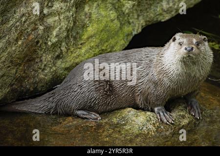 Loutre debout sur le rocher dans l'eau regardant vers la droite Banque D'Images