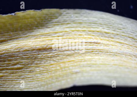 Beauté, nature, feuilles sèches. La vieille feuille jaune sèche d'Orchidée est située sur un fond en plastique réfléchissant noir. Banque D'Images