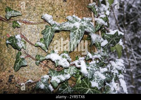 Ivoire en hiver sur arbre avec de la neige Banque D'Images