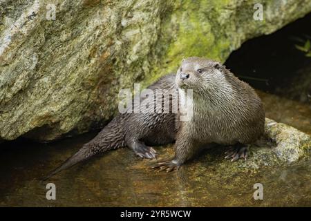 Loutre debout sur le rocher dans l'eau, regardant à gauche Banque D'Images