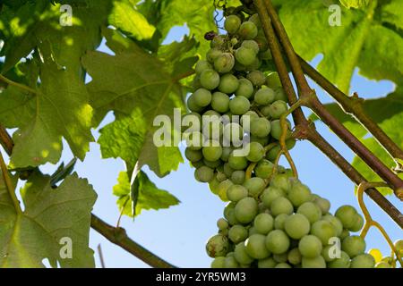 Gros plan des grappes de raisin vert sur la vigne suspendue, avec des feuilles de la plante feu sélectif : photo idéale pour les fonds ou les annonces de vin Banque D'Images