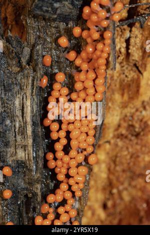 Trichia decipiens de nombreux corps fructifiants avec des tiges orange et des chapeaux les uns à côté des autres sur le tronc d'arbre Banque D'Images