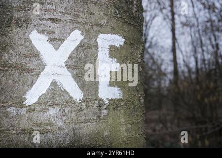 Tronc d'arbre avec graffiti 'XE' peint en blanc sur fond naturel Banque D'Images