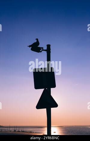 Silhouette de mouette reposant sur un lampadaire avec des panneaux routiers vierges, surplombant une baie paisible au coucher du soleil, créant une scène côtière sereine et pittoresque Banque D'Images